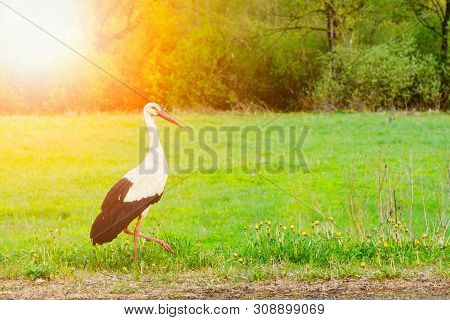 White Stork Ciconia Ciconia Walking In The Woods With Glow