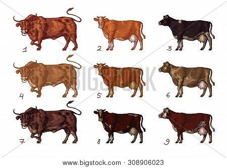 Cow Farm Design Template. Isolated Objects. Lettering Elements