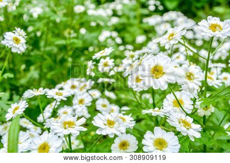 White And Yellow Flowers Of Feverfew Pyrethrum Or Tanacetum Corymbosum Or Chrysanthemum Parthenium C