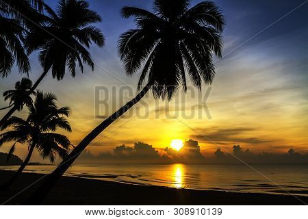 Sunrise Silhouette Group Coconut On Beach At Thung Wua Lan Beach, Chumphon Province Thailand