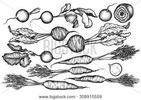 Vector Set Of Hand Drawn Black And White Radish, Beet, Carrot Stock Illustration
