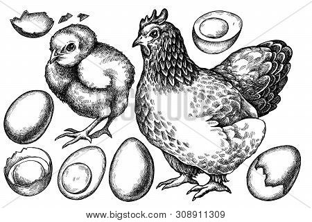 Vector Set Of Hand Drawn Black And White Chicken, Eggs Stock Illustration
