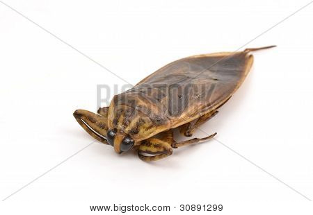 inseto gigante de água isolado no fundo branco