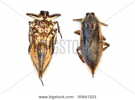 inseto gigante de água isolado no fundo branco