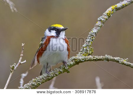 A Male Chestnut-sided Warbler (setophaga Pensylvanica) Sits Up Alert In The Crook Of A Branch On A S