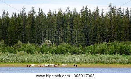The Bright Yakut Herd Horses Is Eating The Grass Along The Shore North Of The Vilyui River On The Ba