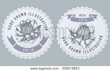Monochrome Labes With Globeflower Stock Illustration Drawing