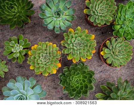Different Types Of Plants Succulents. Many Pots With Succulents Echeveriya. Garden Shop