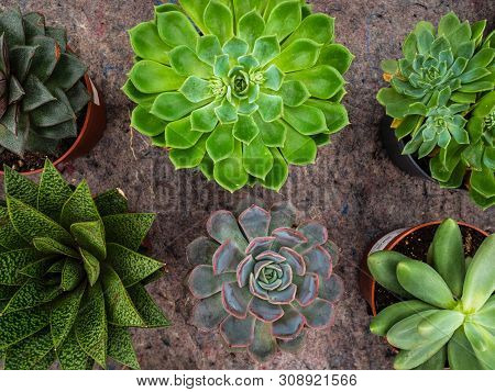 Different Types Of Plants Succulents. Many Pots With Succulents Echeveriya. Garden Shop