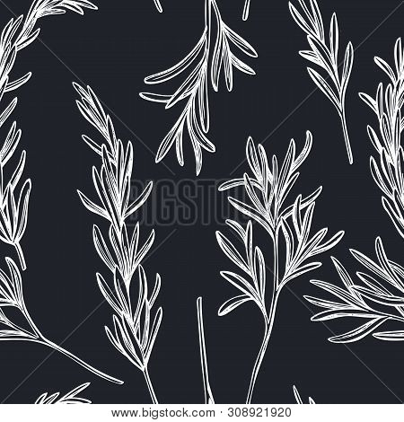 Seamless Pattern With Hand Drawn Chalk Rosemary Stock Illustration