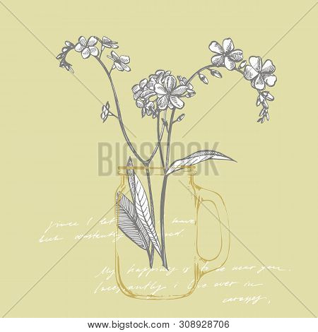 Forget-me-not Flowers. Botanical Illustration. Good For Cosmetics, Medicine, Treating, Aromatherapy,