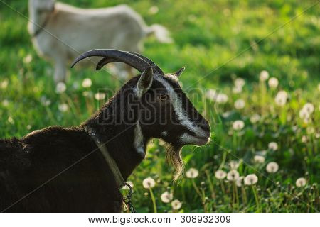 Shot Of Cute Dark Goat. Head Of Funny Black Goat. Black Goat Portrait. Dark Goat On Green Summer Mea