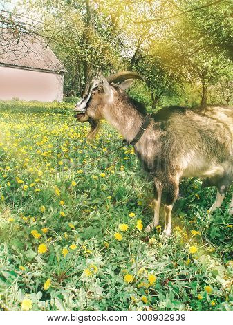Brown Goat In The Field. Brown And White Goat Kneeling On Green Grass