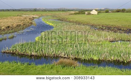 Reed Bed & Drainage Ditch With Sand Dunes Beyond, Braunton Marsh, North Devon, Uk