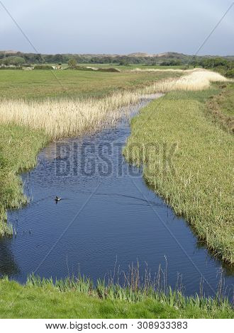 Reed Bed & Drainage Ditch With Sand Dunes Beyond, Braunton Marsh, North Devon, Uk