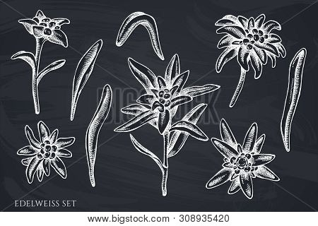 Vector Set Of Hand Drawn Chalk Edelweiss Stock Illustration