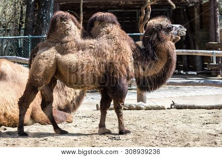 The Bactrian Camels, Camelus Bactrianus Is A Large, Even-toed Ungulate Native To The Steppes Of Cent