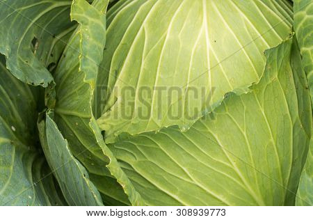 Cabbage. Top View Of A Green Juicy Cabbage.