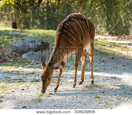 The Nyala, Tragelaphus Angasii Is A Spiral-horned Antelope Native To Southern Africa. It Is A Specie