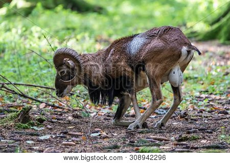 The European Mouflon, Ovis Orientalis Musimon Is The Westernmost And Smallest Sub-species Of Mouflon