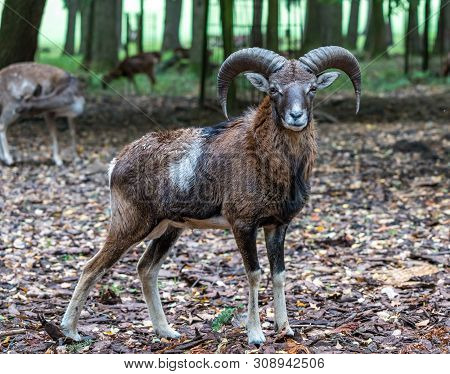 The European Mouflon, Ovis Orientalis Musimon Is The Westernmost And Smallest Sub-species Of Mouflon