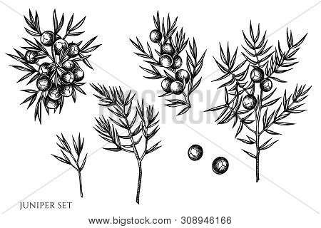 Vector Set Of Hand Drawn Black And White Juniper Stock Illustration