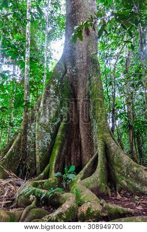 Amazon Forest In The Madidi National Park, Bolivia