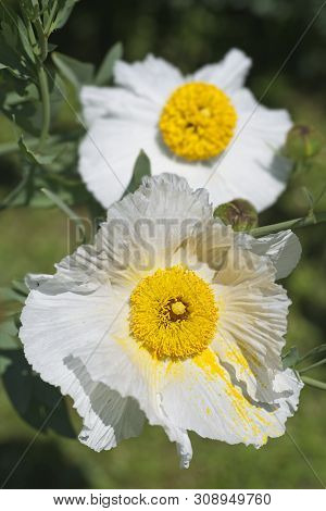 Flowers Of California Tree Poppy, Romneya Coultieri.