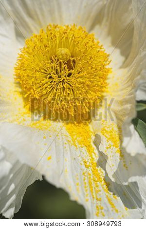 Flowers Of California Tree Poppy, Romneya Coultieri.