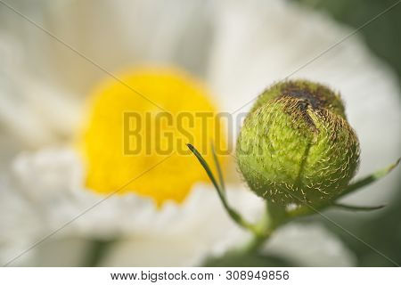 Flowers Of California Tree Poppy, Romneya Coultieri.