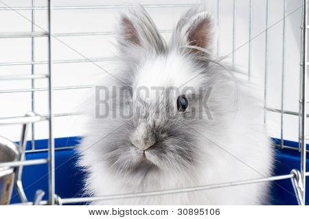Lapin Angora blanc