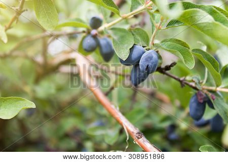 Fresh Ripe Blue Honeysuckle Berries On The Branch. Selective Focus. Haskap Berry Bush. Rendered Imag