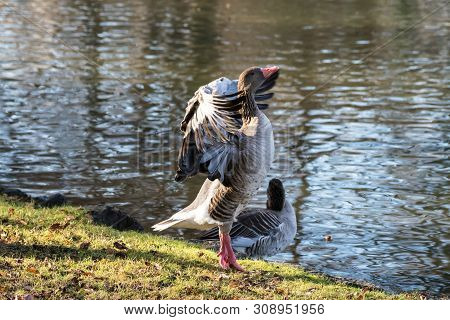 The Greylag Goose, Anser Anser Is A Species Of Large Goose In The Waterfowl Family Anatidae And The 
