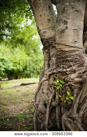 Ancient Tree Trunk In Vachirabenjatas Park, Bangkok, Thailand