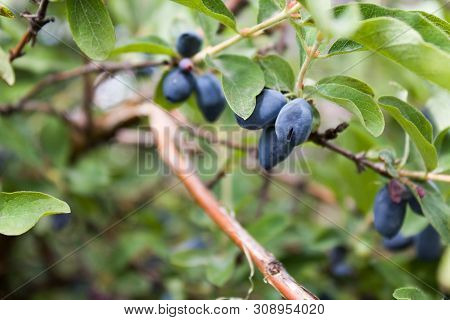 Fresh Ripe Blue Honeysuckle Berries On The Branch. Selective Focus. Haskap Berry Bush.