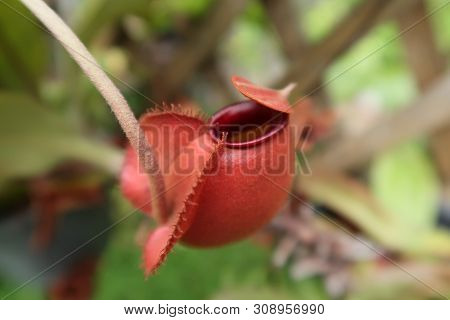 Red Tropical Pitcher Plants In A Garden