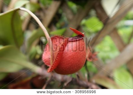Red Tropical Pitcher Plants In A Garden