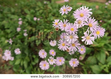 Group Of Purple Margarets With Green Background