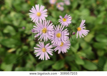 Group Of Purple Margarets With Green Background