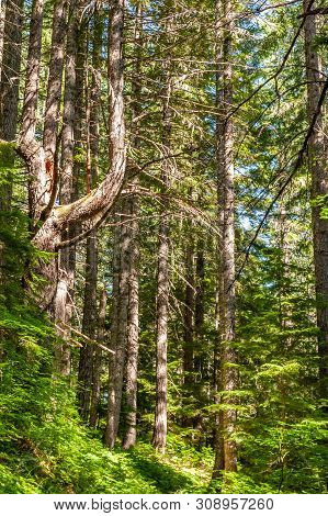 Impression Of The Dense Forest On The Slopes Of Mount Rainier, Near Box Canyon.