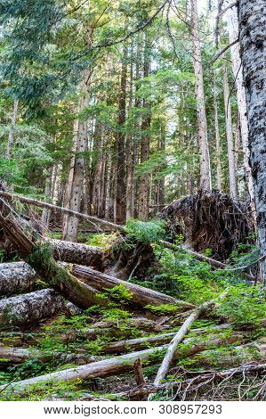 Impression Of The Dense Forest On The Slopes Of Mount Rainier, Near Box Canyon.
