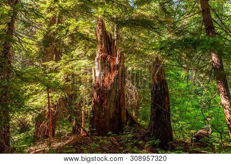 Impression Of The Dense Forest On The Slopes Of Mount Rainier, Near Box Canyon.