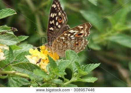 Common Treebrown Sucking Nectar From Yellow Flowers
