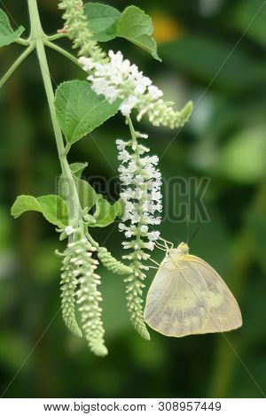 Common Grass Yellow Butterfly Sucking Nectar From White Sky Flower