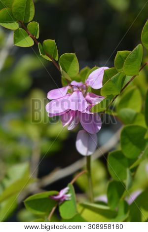 Kirilows Indigo - Latin Name - Indigofera Kirilowii