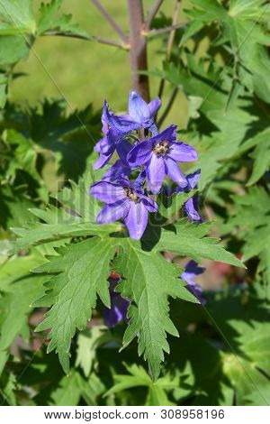 Alpine Delphinium Pacific Giant Flowers - Latin Name - Delphinium Elatum Pacific Giant