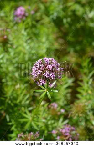 Caucasian Crosswort Pink Flower - Latin Name - Phuopsis Stylosa