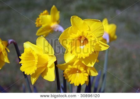 narcisi
