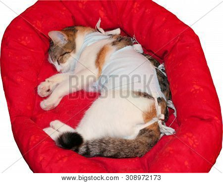 A Sick Cat With A Bandage After The Operation Is Asleep On A Red Bed