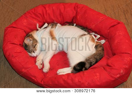 Sick Tricolor Cat With A Bandage After The Operation Is Sleeping On A Red Bed